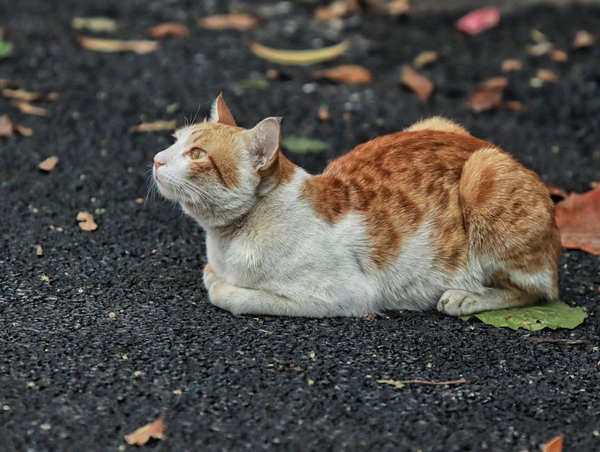 랜선 겉면에 적힌 'CAT.6'의 의미, 성능 차이 완벽 분석 실무 적용 핵심 전략